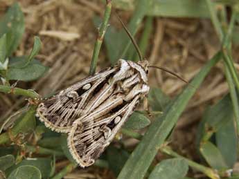 Agrotis mazeli Ronk. & Huem. adulte - Lionel Taurand