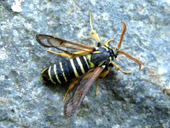 Eusphecia melanocephala Dalm. adulte - ©Ruben Meert