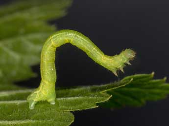  Chenille de Eulithis mellinata F. - ©Kimmo Silvonen