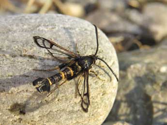 Synanthedon melliniformis Lasp. adulte - Ruben Meert