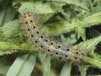  Chenille de Diaphora mendica Cl. - ©Philippe Mothiron