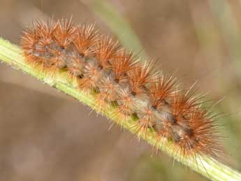  Chenille de Diaphora mendica Cl. - ©Philippe Mothiron