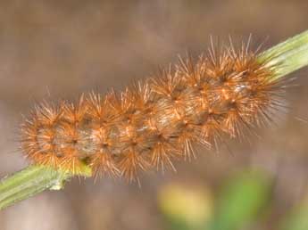  Chenille de Diaphora mendica Cl. - ©Philippe Mothiron