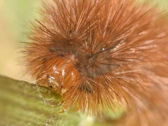  Chenille de Diaphora mendica Cl. - Philippe Mothiron