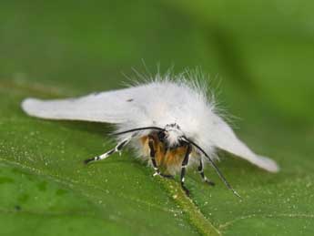 Diaphora mendica Cl. adulte - ©Philippe Mothiron