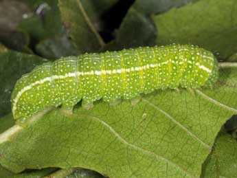  Chenille de Lithophane merckii Rbr - ©Wolfgang Wagner, www.pyrgus.de