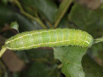  Chenille de Lithophane merckii Rbr - ©Wolfgang Wagner, www.pyrgus.de