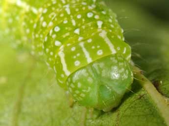  Chenille de Lithophane merckii Rbr - Wolfgang Wagner, www.pyrgus.de