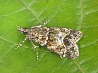 Eudonia mercurella L. adulte - Philippe Mothiron