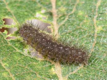  Chenille de Cybosia mesomella L. - ©Philippe Mothiron