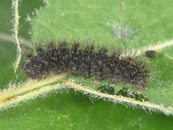  Chenille de Cybosia mesomella L. - ©Philippe Mothiron