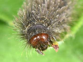  Chenille de Cybosia mesomella L. - Philippe Mothiron