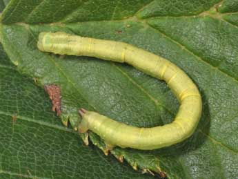  Chenille de Chloroclysta miata L. - ©Philippe Mothiron