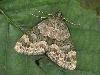 Chloroclysta miata L. adulte - Philippe Mothiron