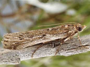 Tsaraphycis mimeticella Stgr adulte - Friedmar Graf