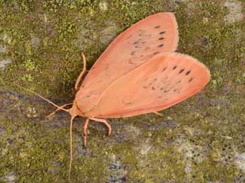 Miltochrista miniata Forst. adulte - Philippe Mothiron