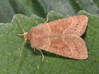 Orthosia miniosa D. & S. adulte - ©Philippe Mothiron