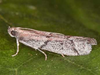 Ephestia mistralella Mill. adulte - ©Ren Celse