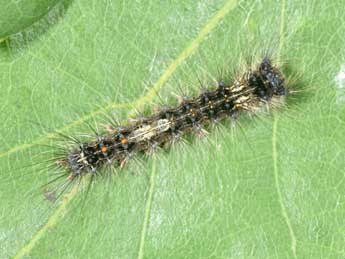  Chenille de Lymantria monacha L. - ©Philippe Mothiron