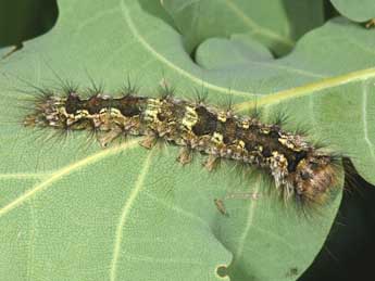  Chenille de Lymantria monacha L. - ©Philippe Mothiron