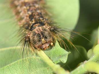  Chenille de Lymantria monacha L. - ©Philippe Mothiron