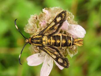 Pyropteron muscaeforme Esp. adulte - ©Ruben Meert