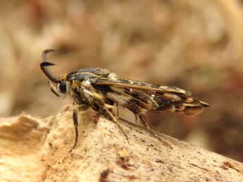 Pyropteron muscaeforme Esp. adulte - ©Ruben Meert