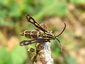 Chamaesphecia mysiniformis Bsdv. adulte - ©Ruben Meert