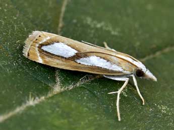 Catoptria mytilella Hb. adulte - Lionel Taurand