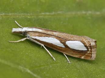 Catoptria mytilella Hb. adulte - Lionel Taurand