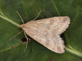 Udea nebulalis Hb. adulte - Philippe Mothiron