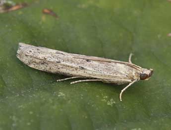 Homoeosoma nebulellum D. & S. adulte - ©Lionel Taurand