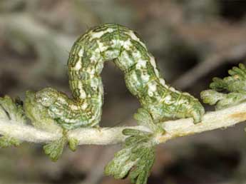  Chenille de Narraga nelvae catalaunica Hrblt - ©Wolfgang Wagner, www.pyrgus.de