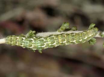  Chenille de Narraga nelvae catalaunica Hrblt - ©Wolfgang Wagner, www.pyrgus.de