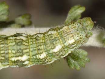  Chenille de Narraga nelvae catalaunica Hrblt - ©Wolfgang Wagner, www.pyrgus.de