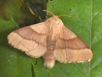 Malacosoma neustria L. adulte - Philippe Mothiron