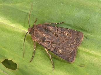 Euxoa nigricans L. adulte - Philippe Mothiron