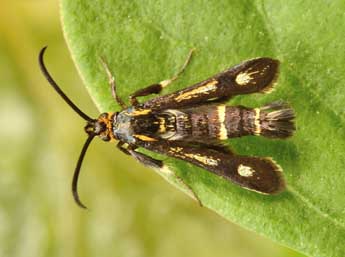 Chamaesphecia nigrifrons Le Cerf adulte - Andr Lantz