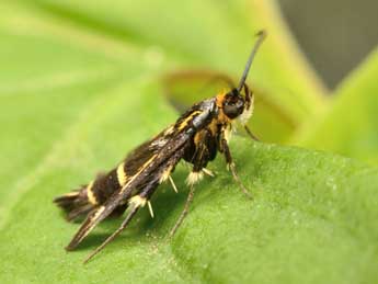 Chamaesphecia nigrifrons Le Cerf adulte - ©Andr Lantz