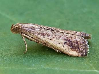 Metallostichodes nigrocyanella Const. adulte - ©Lionel Taurand