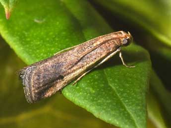 Metallostichodes nigrocyanella Const. adulte - Philippe Mothiron