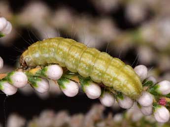  Chenille de Garella nilotica Rogenhofer - ©Paolo Mazzei