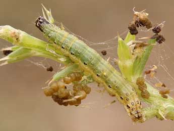  Chenille de Achyra nudalis Hb. - ©Lionel Taurand