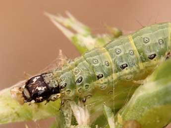  Chenille de Achyra nudalis Hb. - ©Lionel Taurand