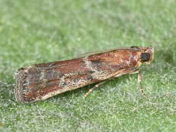 Uncinus obductellus Z. adulte - Philippe Mothiron