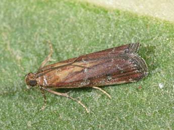 Uncinus obductellus Z. adulte - Philippe Mothiron