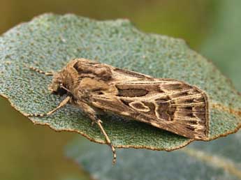 Agrotis obesa Bsdv. adulte - ©Lionel Taurand