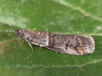 Acrobasis obliqua Z. adulte - Philippe Mothiron