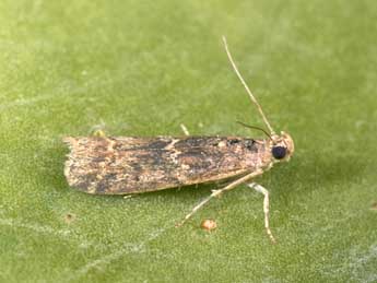 Ancylosis oblitella Z. adulte - Philippe Mothiron