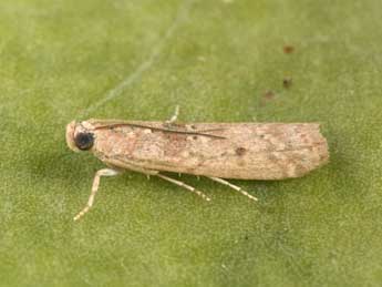 Ancylosis oblitella Z. adulte - Philippe Mothiron